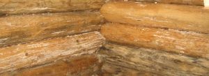 How to get rid of mold and mildew in a wooden house